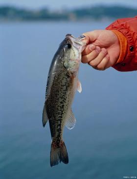 淡水鲈鱼17.8元1条约300-400g，次日到