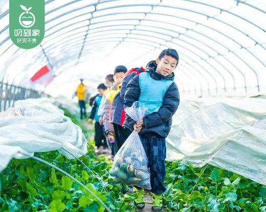 【秋冬研学】拔萝卜-卖萝卜•少年土味职场养成记研学/1名【叼生活】 商品图1