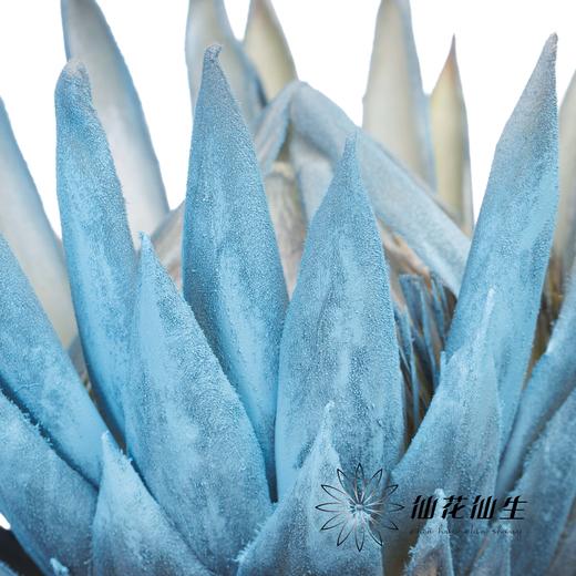 南非花材 | 喷色帝王梦幻（不售后，介者慎拍） 商品图2