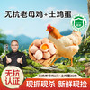 【杨博士多子多福组合】1只无抗老母鸡东黄山老母鸡深山散养+30枚土鸡蛋 商品缩略图0
