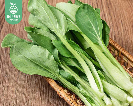 【叼鲜蔬】武夷山新鲜鸡毛菜/1份（约300g） 商品图3