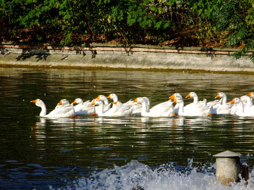 花间村生态鹅   全净膛  （每只5斤左右） 商品图7