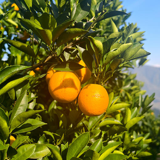 【橙意满满】云南冰糖橙 清甜细嫩 3斤/5斤/9斤 商品图4