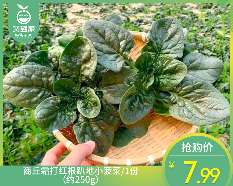 商丘霜打红根趴地小菠菜/1份（约250g）