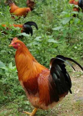 荔枝果园走地鸡 传统养殖方式 肉质鲜美