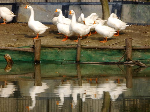 花间村生态鹅   全净膛  （每只5斤左右） 商品图2