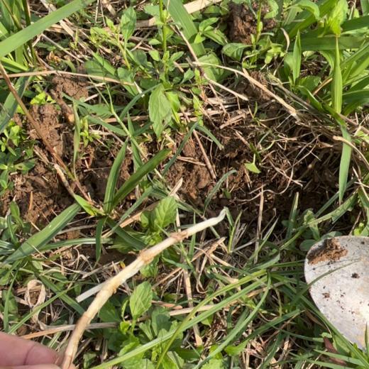 生态鲜茅根 | 绿家自产* Ecological Imperatae Rhizoma| In-House Production 商品图4