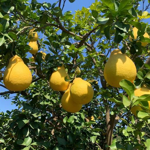 江永老树沙田柚（香柚）中国香柚之乡 商品图5