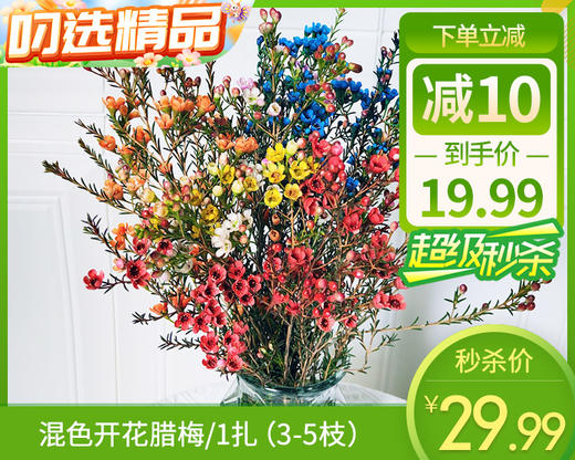 【预售-12月22日配送】混色开花腊梅/1扎（3-5枝） 商品图0