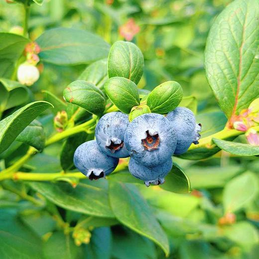 云南抚仙湖d的滋养【逐南味】花香蓝莓 口感脆甜 自带花香 富含花青素   商品图1