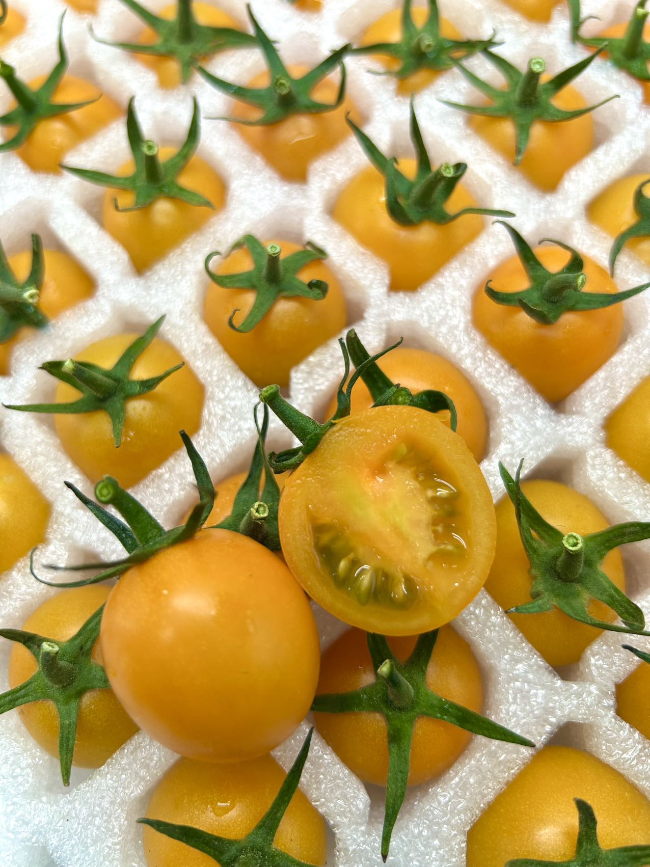 小红柿-黄金圣女果