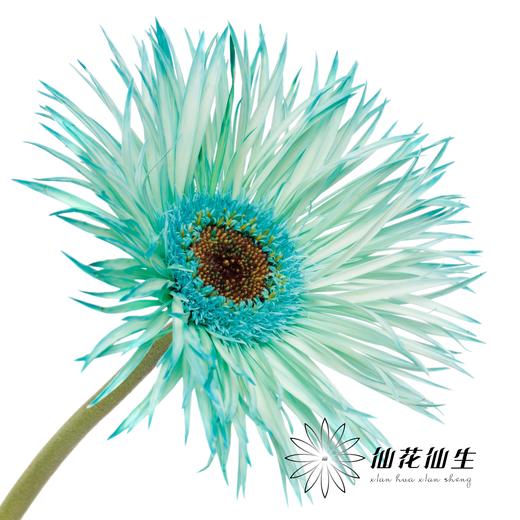 非洲菊 | 染色非洲菊薄荷绿【人工吸色有色差， 介意慎拍】 商品图3