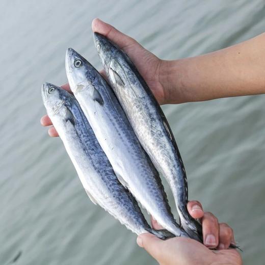 【顺丰/京东包邮】2025新鲜海捕鲅鱼 鱼肉鲜嫩 肉多没有小刺 只有一根主骨 自然长大 不催长 活鱼捕捞 速冻锁鲜基地直邮 商品图0