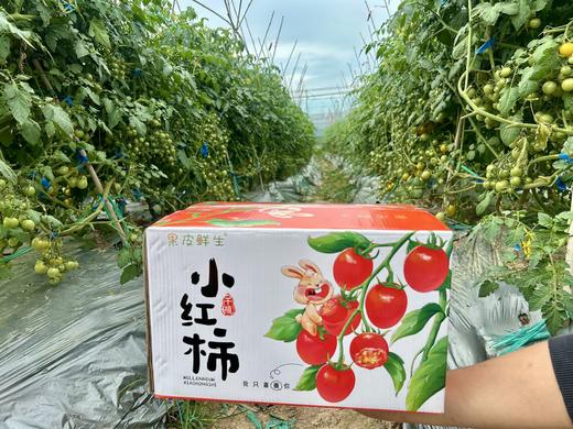 小红柿-黄金圣女果 商品图5