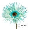 非洲菊 | 染色非洲菊薄荷绿【人工吸色有色差， 介意慎拍】 商品缩略图1