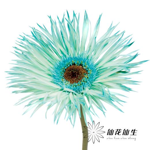 非洲菊 | 染色非洲菊薄荷绿【人工吸色有色差， 介意慎拍】 商品图1