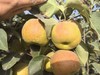 新疆玉露香梨梨中王者，水分爆表，皮薄脆甜，入口无渣 商品缩略图5
