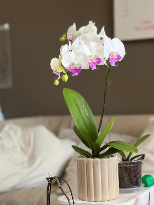 【茶花女蝴蝶兰】1盆/份 带有1支花剑 带花苞发货 高端大气简单好养活（圆通发货） 商品图2