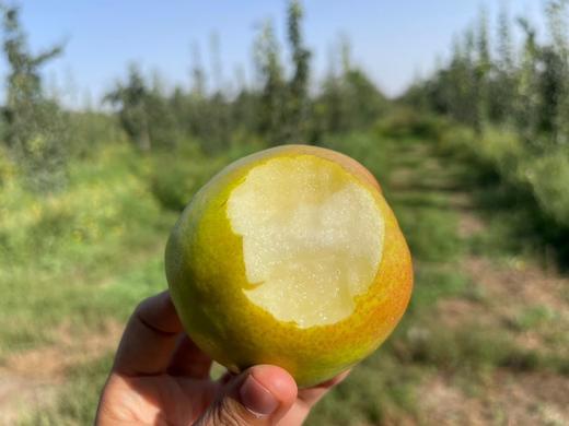 新疆玉露香梨梨中王者，水分爆表，皮薄脆甜，入口无渣 商品图4