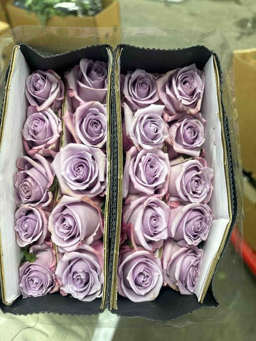 基地海洋之歌 商品图0