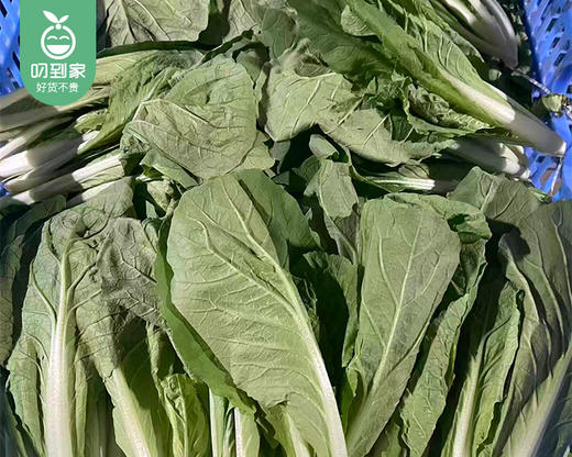 【叼鲜蔬】武夷山新鲜毛毛菜/1份（约300g） 商品图1