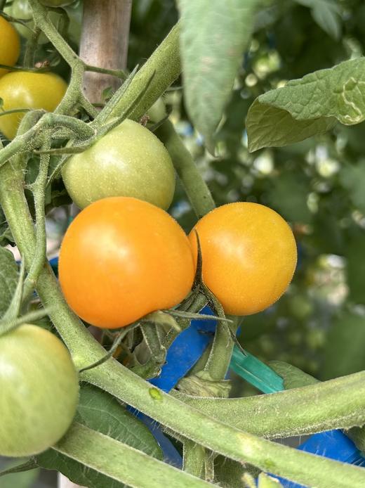 小红柿-黄金圣女果 商品图3