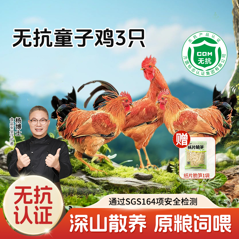 【杨博士 年度爆品】无抗童子鸡*3  杨博士深山散养土鸡仔公鸡童子鸡（净重1.3斤以上/只）