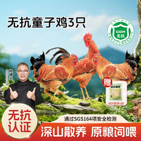 【杨博士 年度爆品】无抗童子鸡*3  杨博士深山散养土鸡仔公鸡童子鸡（净重1.3斤以上/只）