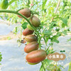 福建生态樱桃小番茄 3斤装 | 合作农友生产，产自福建福州，生产者：薛经茂 *【公平贸易农人定价】 商品缩略图11