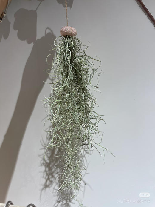 【小众花材】空气草（老人须）扎 商品图1