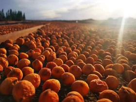 2025新疆吊干杏新货，阿克苏四团吊干杏基地直邮