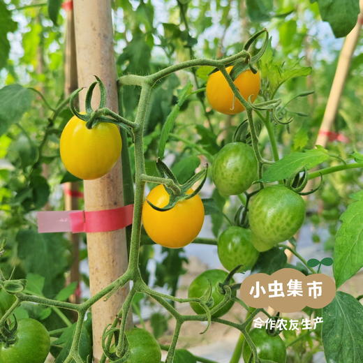 福建生态樱桃小番茄 3斤装 | 合作农友生产，产自福建福州，生产者：薛经茂 *【公平贸易农人定价】 商品图12
