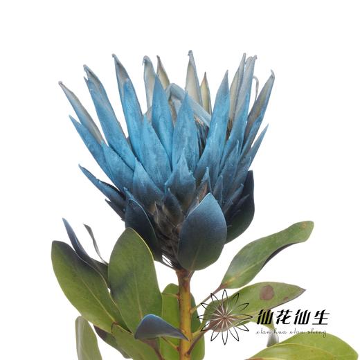 南非花材 | 喷色帝王梦幻（不售后，介者慎拍） 商品图5