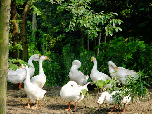 花间村生态鹅   全净膛  （每只5斤左右） 商品图5