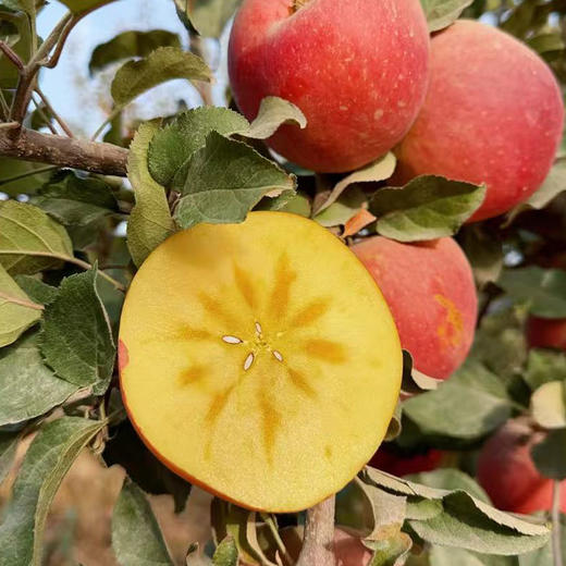 【厂商直发】新疆有机阿克苏苹果糖心苹果毛重6斤/10斤装包邮 商品图7