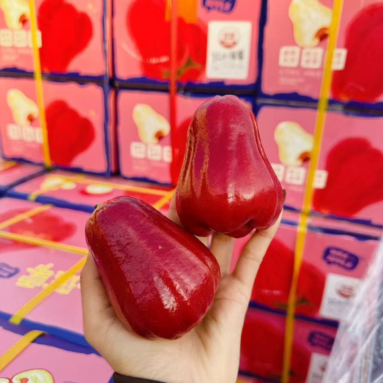 海南空运红土莲雾 精选果  整箱4斤装