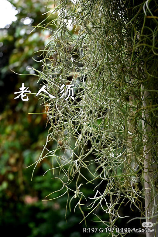 【小众花材】空气草（老人须）扎 商品图3