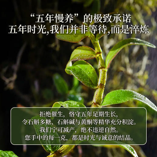 神农金康 铁皮石斛米斛【正宗真霍山源产】石斛枫斗100克 送长辈滋补礼品 商品图6