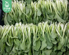 【叼鲜蔬】武夷山新鲜鸡毛菜/1份（约300g） 商品缩略图1