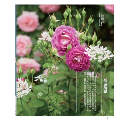 新一代玫瑰月季 商品图4