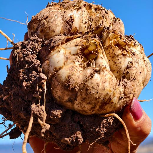 生态高原鲜雪百合 | 基地直发 |*Ecological Plateau lily bulbs 商品图5