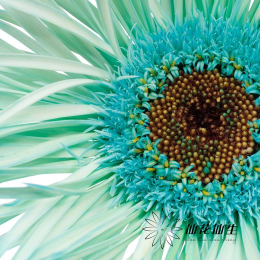 非洲菊 | 染色非洲菊薄荷绿【人工吸色有色差， 介意慎拍】 商品图2