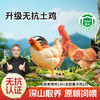 【无抗老母鸡+无抗两只童子鸡】杨博士土鸡深山散养老母鸡童子鸡套餐新鲜美味 商品缩略图0