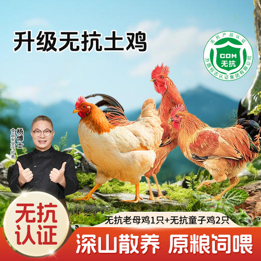 【无抗老母鸡+无抗两只童子鸡】杨博士土鸡深山散养老母鸡童子鸡套餐新鲜美味 商品图0