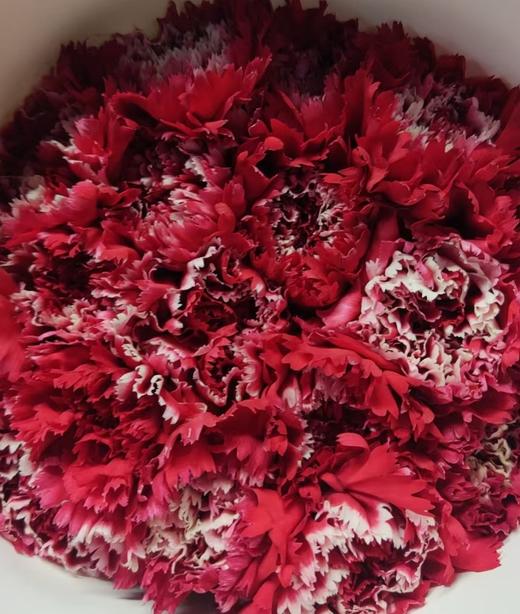 单头康乃馨 | 冬红飘雪 商品图0