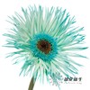 非洲菊 | 染色非洲菊薄荷绿【人工吸色有色差， 介意慎拍】 商品缩略图0