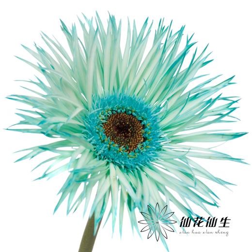 非洲菊 | 染色非洲菊薄荷绿【人工吸色有色差， 介意慎拍】 商品图0