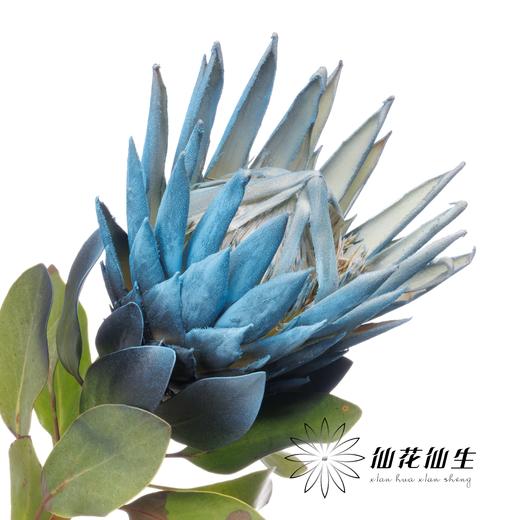 南非花材 | 喷色帝王梦幻（不售后，介者慎拍） 商品图1