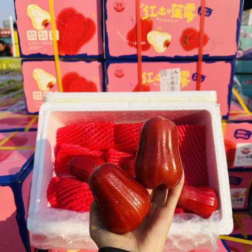 海南空运红土莲雾 精选果  整箱4斤装 商品图3