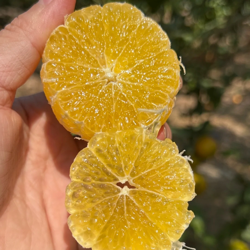 广西皇帝柑【我们只做山地果，今年气候影响，好吃的皇帝柑不多，果期可能就半个月时间】